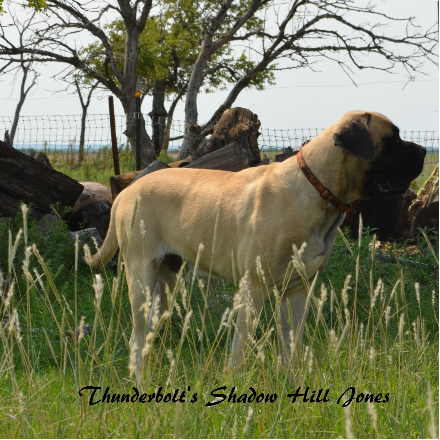Thunderbolt Mastiffs Kansas