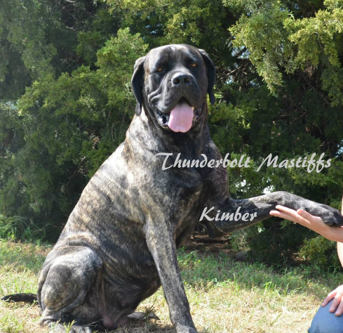 Female English Mastiffs at Thunderbolt Mastiffs