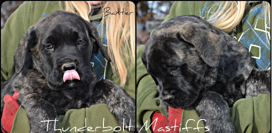 Purebred English Mastiff Puppies at Thunderbolt Mastiffs