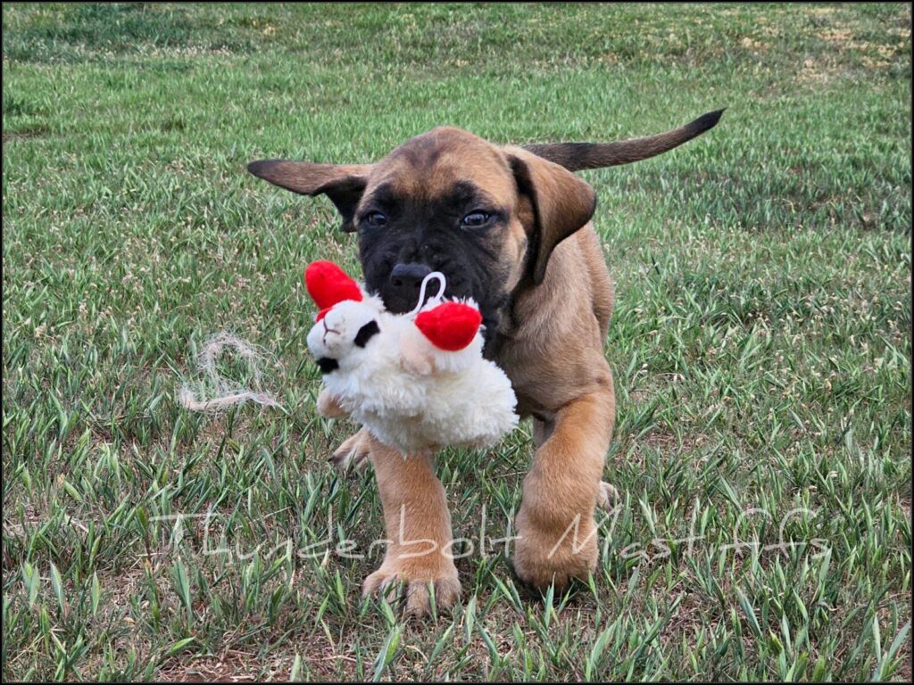 English Mastiff puppy carrying a lamb chop toy