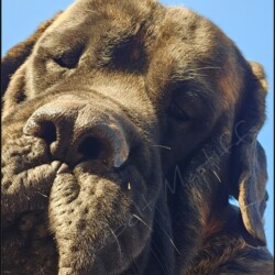 Male English Mastiff Puppies at Thunderbolt Mastiffs
