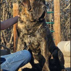 English Mastiff Male Puppies at Thunderbolt Mastiffs